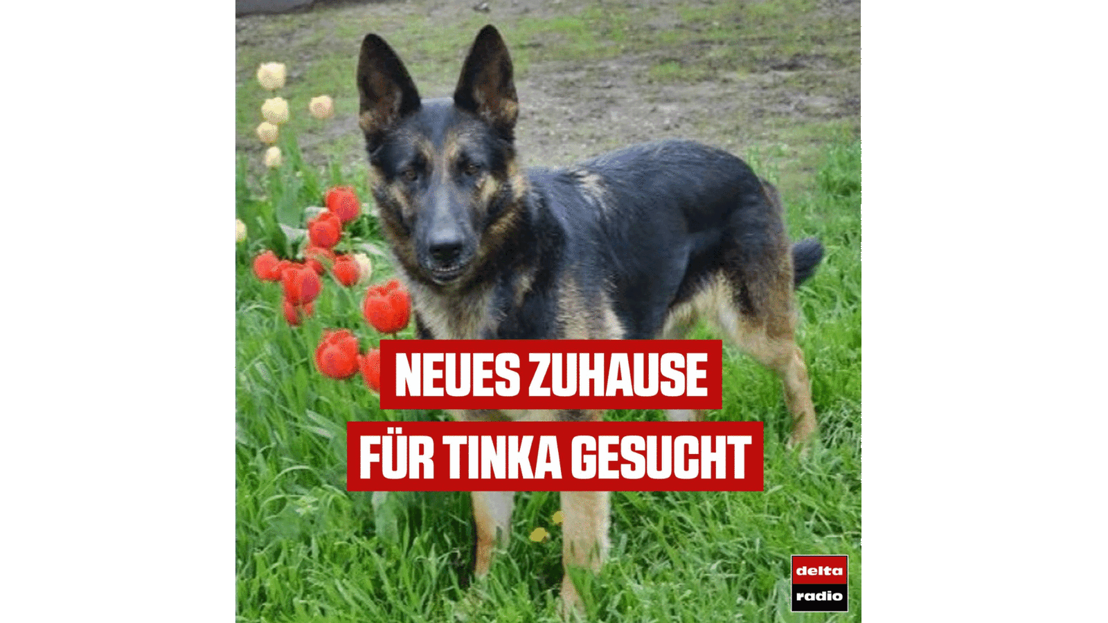 Schäferhund