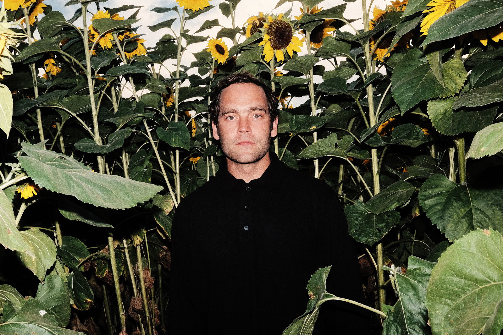 Bosse 2020 Sonnenblumen