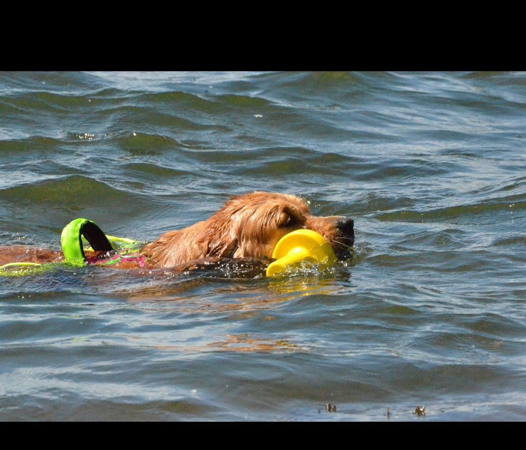 Rettungshund beim Training