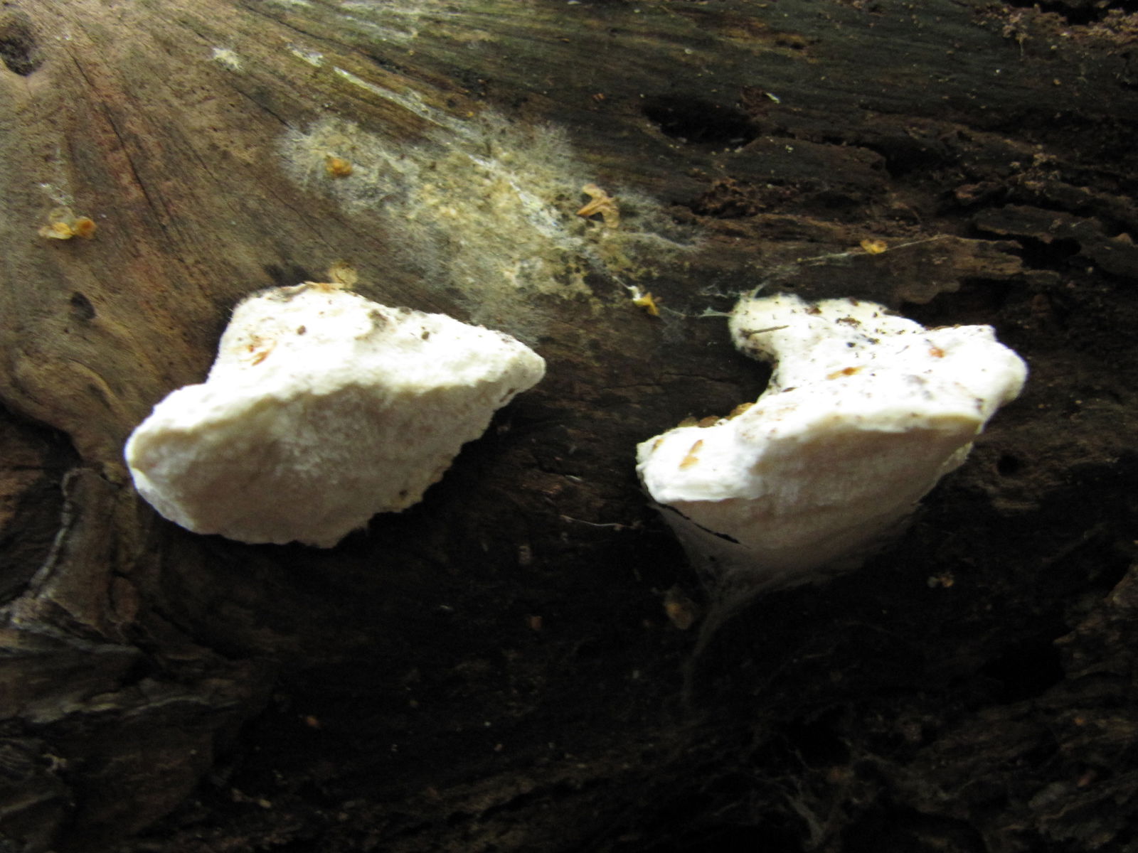 Bittere Saftporling Pilz