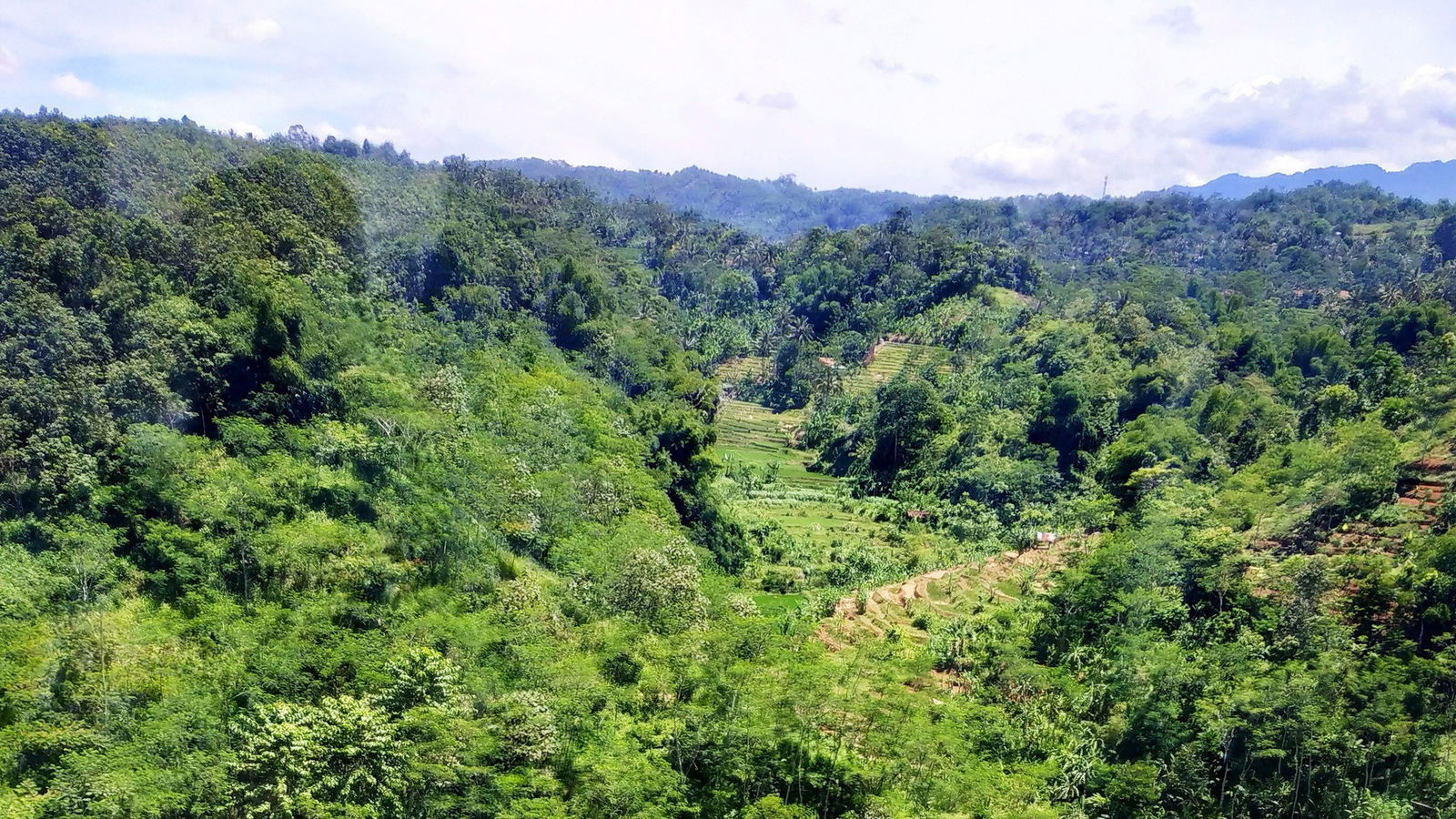 Subtropischer Regenwald 16_9