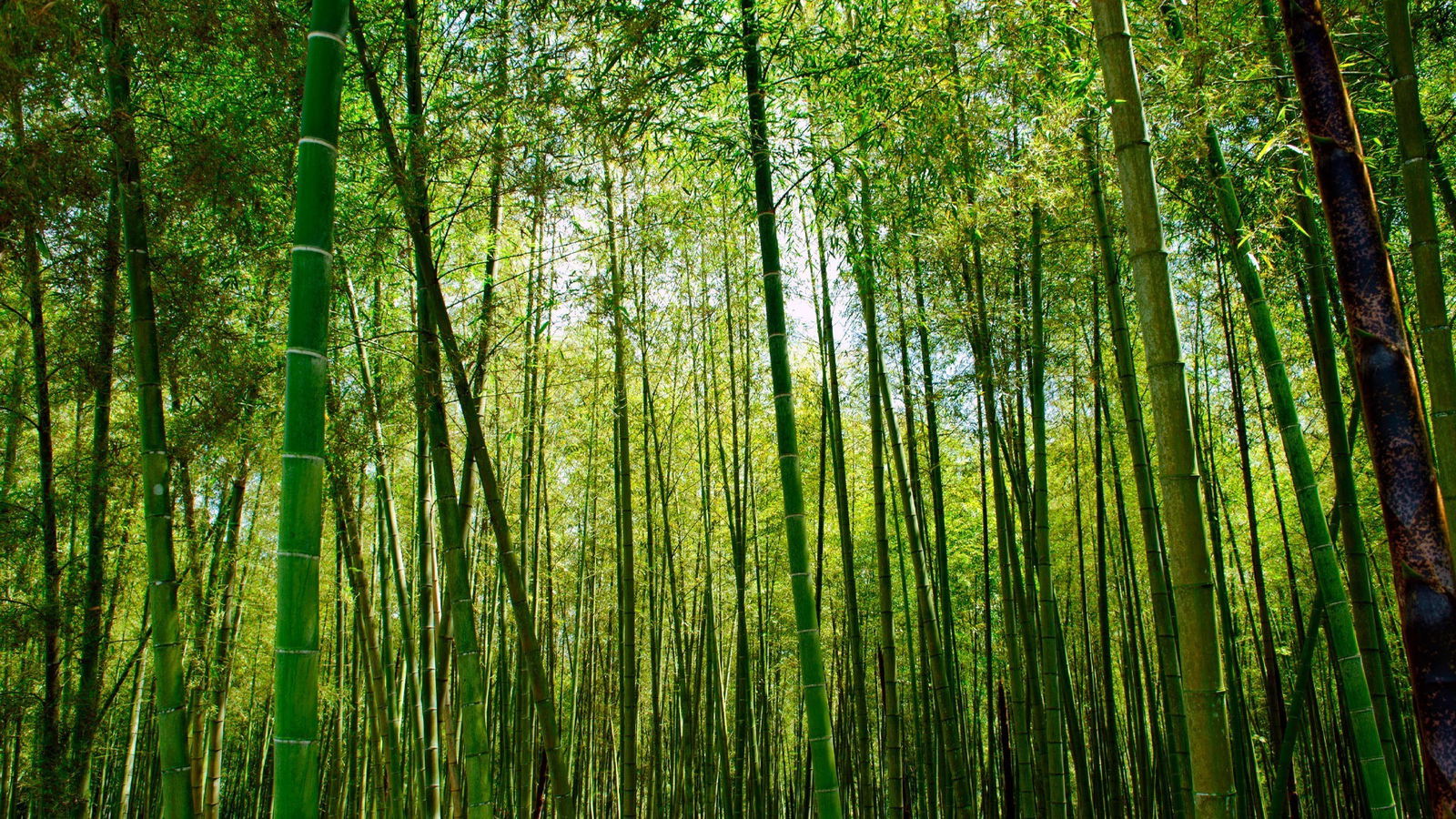 Alles aus Bambus - Bambus Zahnbürste Bambus Fahrrad 