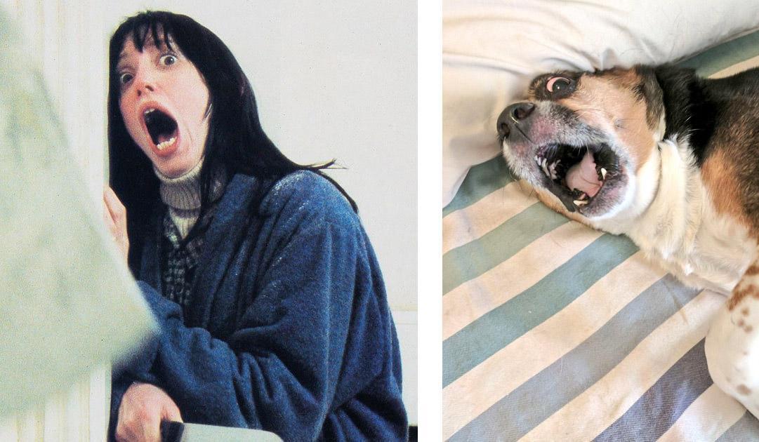 hunde, die wie stars aussehen - shining Shelley Duvall