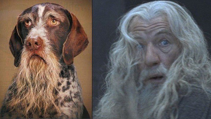 Hunde, die wie Stars aussehen - Gandalf der Graue, Herr der Ringe