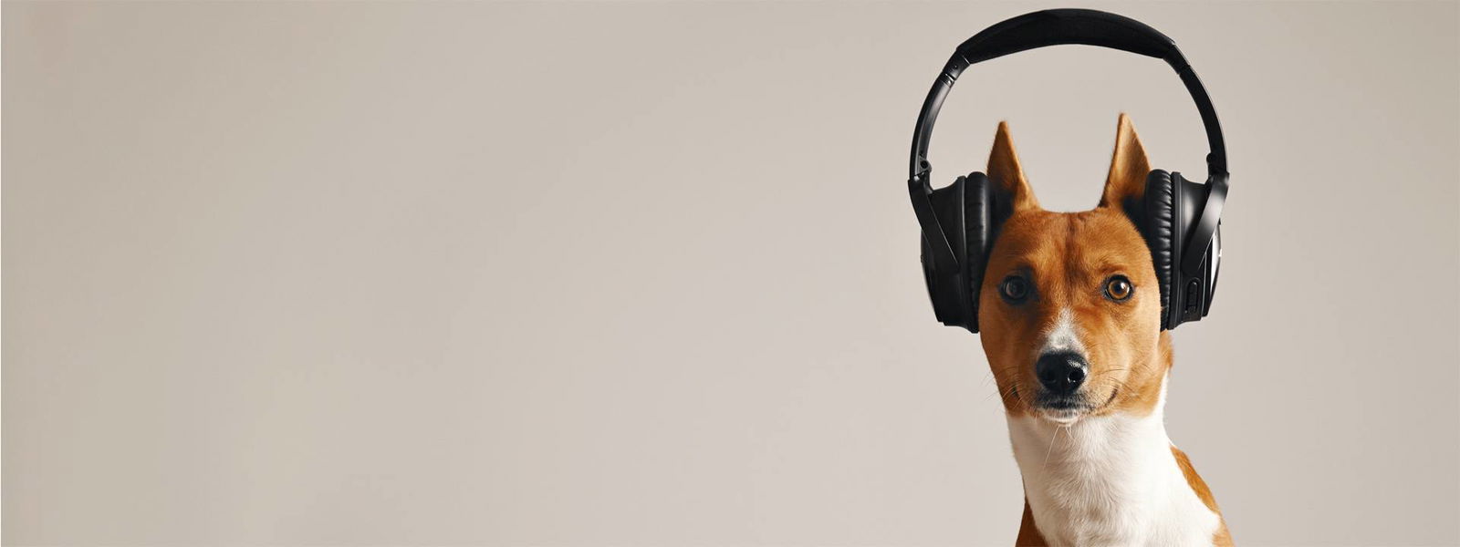 hund_kopfhörer_16_6