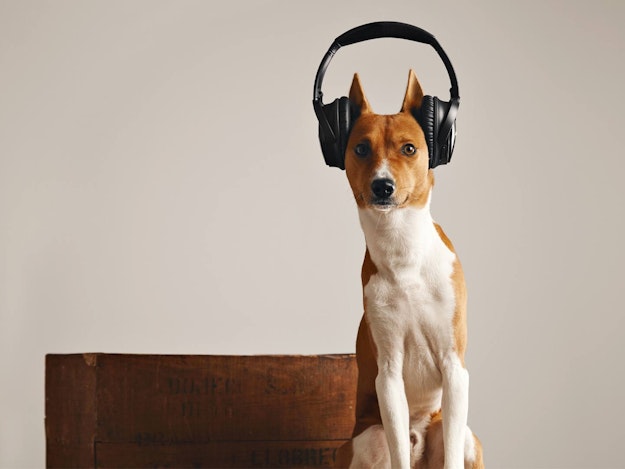 Die ultimative delta radio HundePlaylist delta radio