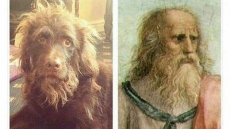 Hunde, die wie Stars aussehen - Platon