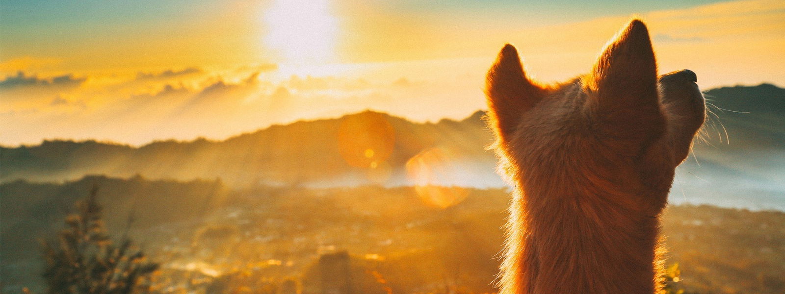 delta radio hunde die wie stars aussehen steve buscemi mister pink severus snape samuel l jackson will smith