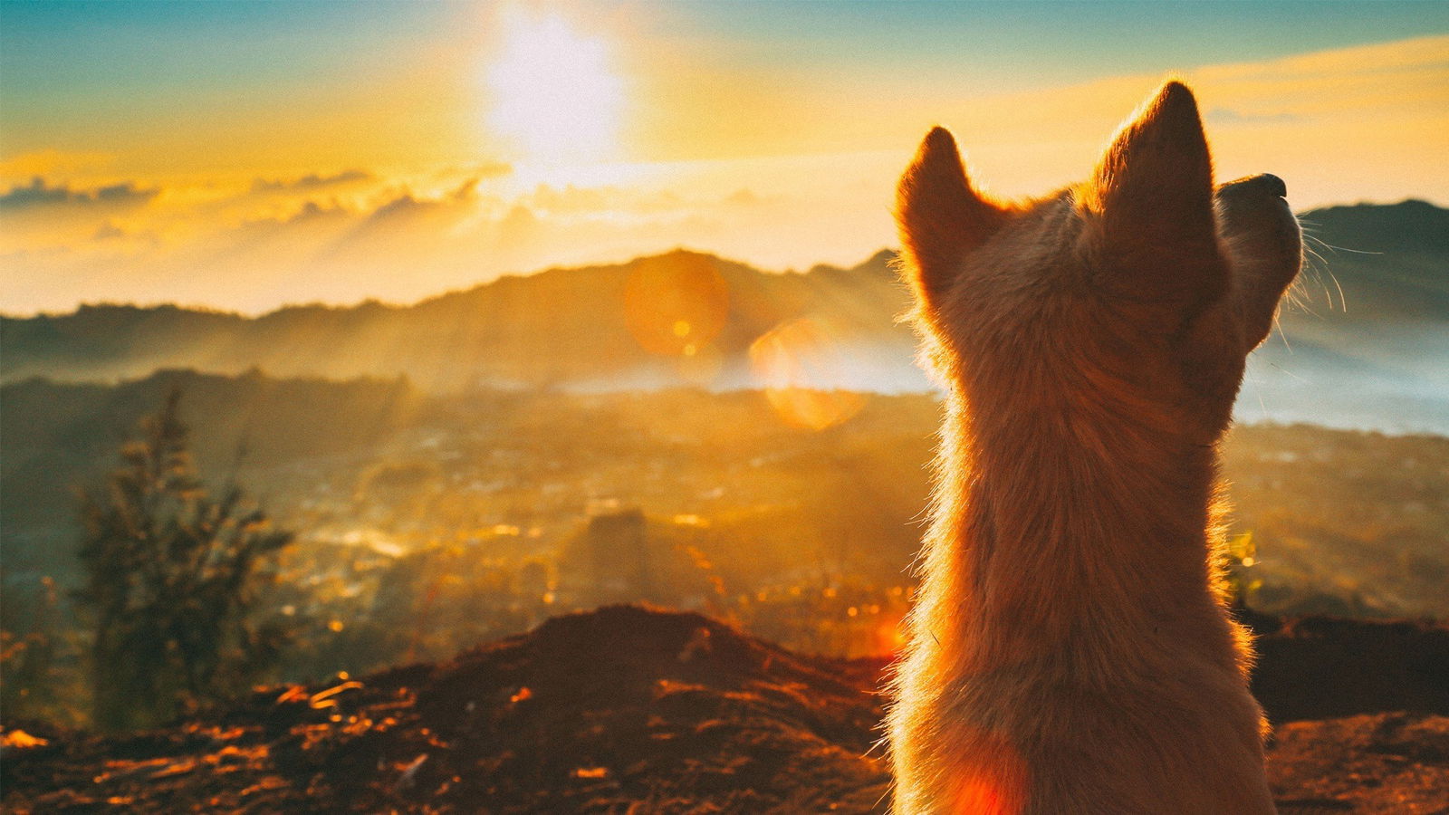 delta radio diese hunde sehen aus wie stars 