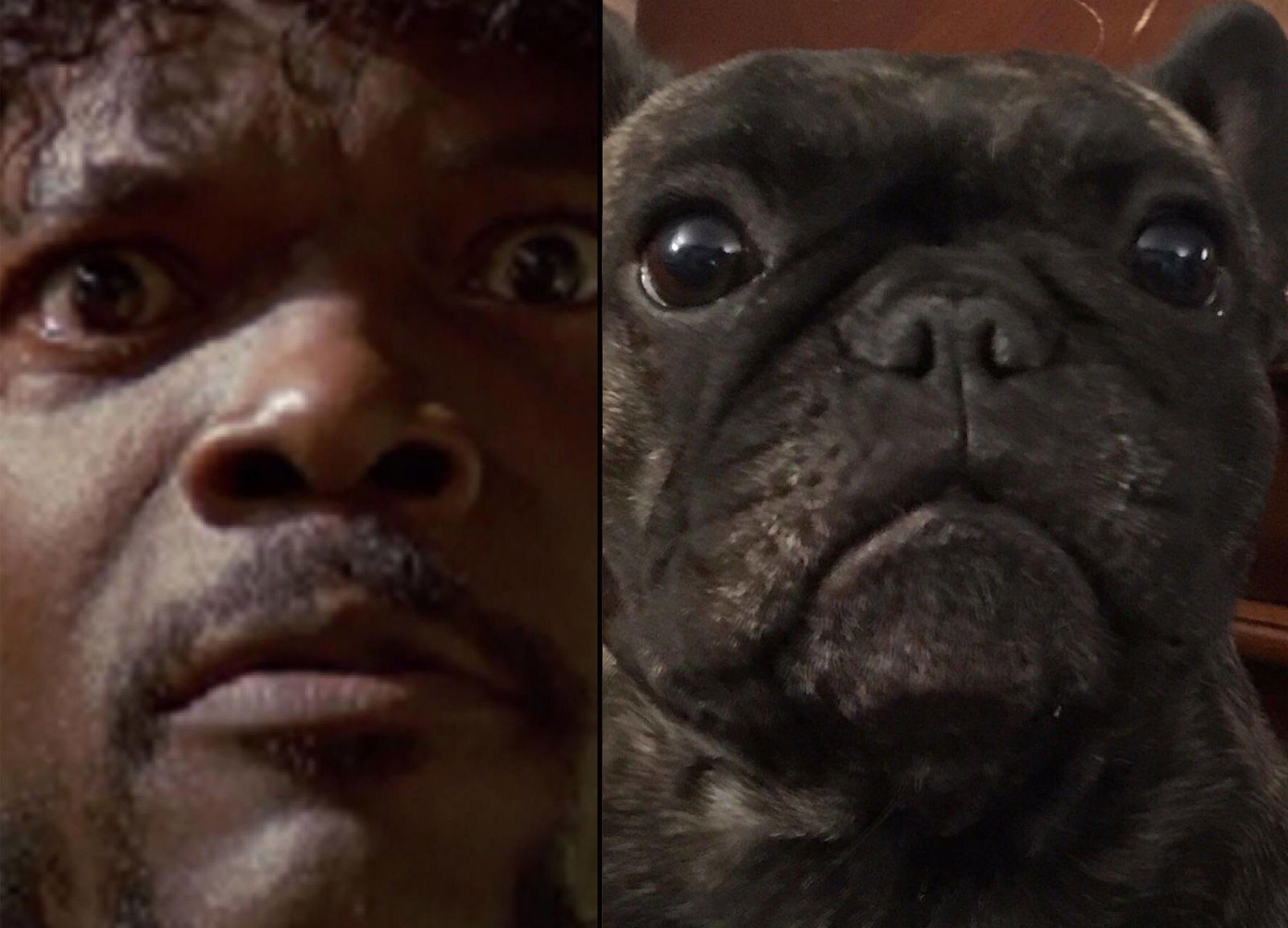 hunde, die wie stars aussehen - samuel l jackson quentin tarantino pulp fiction