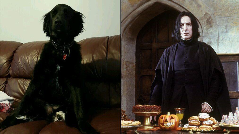 Hunde, die wie Stars aussehen - Severus Snape
