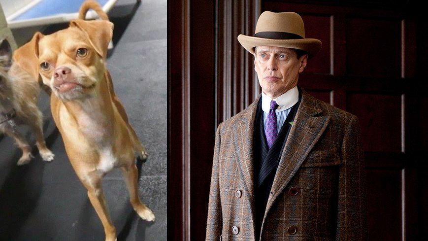 Hunde, die wie Stars aussehen - Steve Buscemi