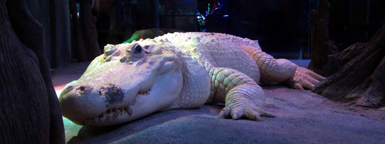 rate a species - amerikanische Zoos bewerten ihre Tiere