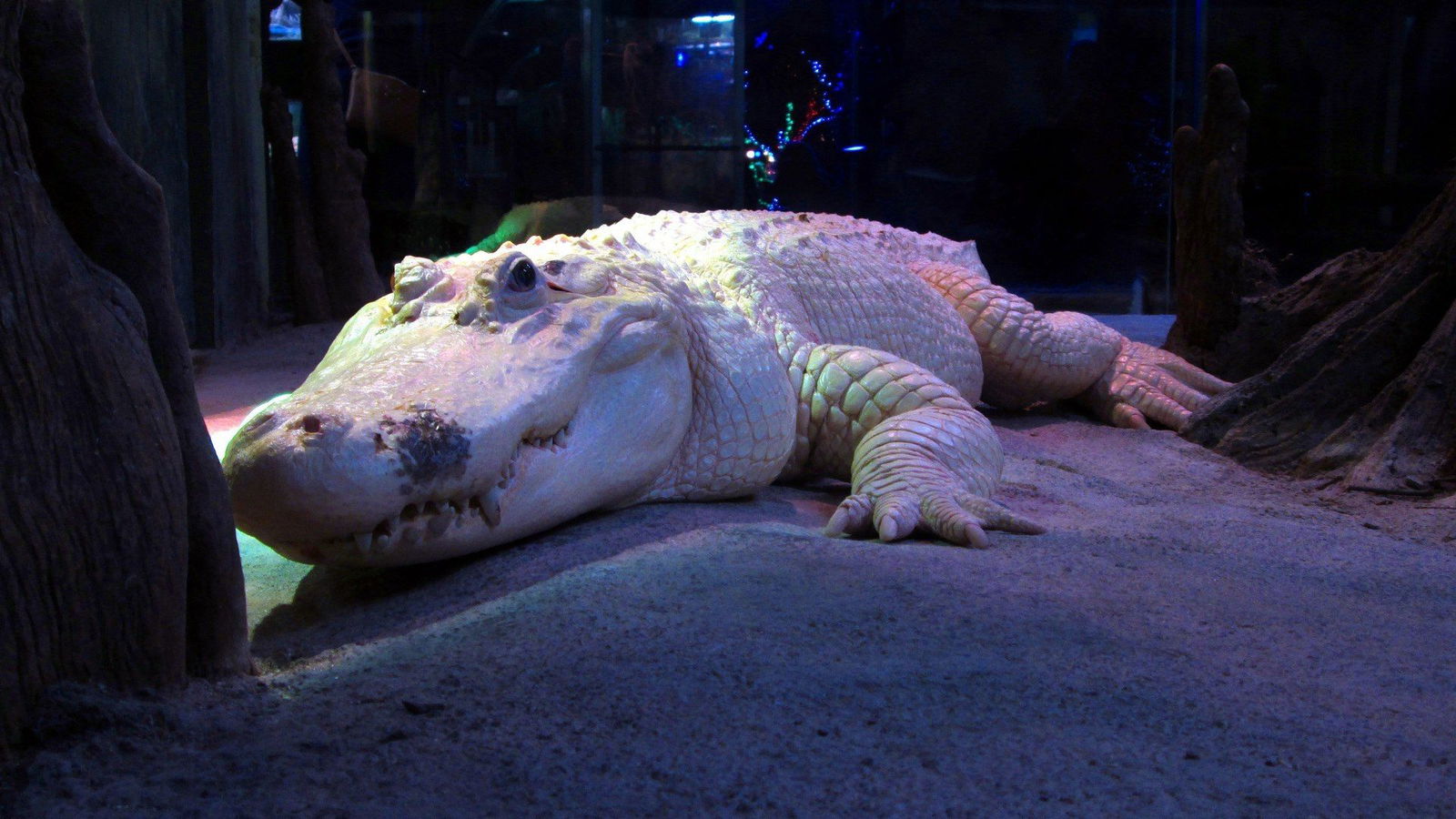 Alligator Rate a species: Amerikanische Zoos schreiben Rezensionen über ihre Tiere.