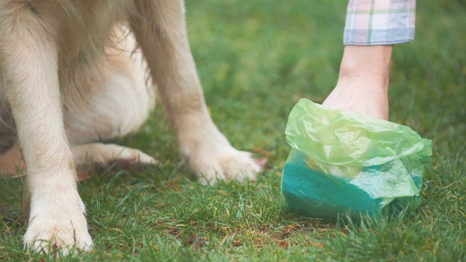 Grüner Schiet Hunde Hundekot 16:9